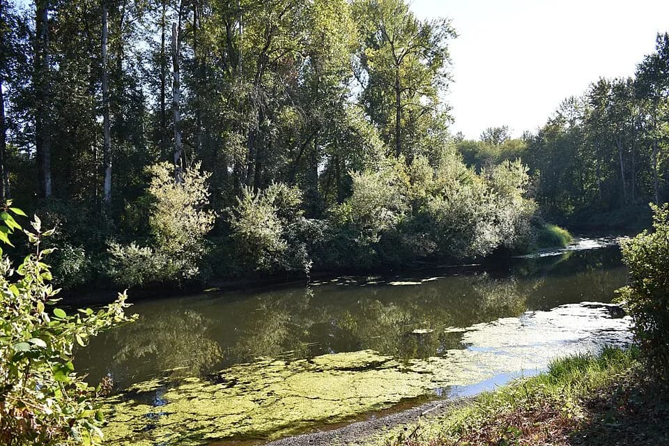 Sammamish River and trees viewed from Park at Bothell Landing